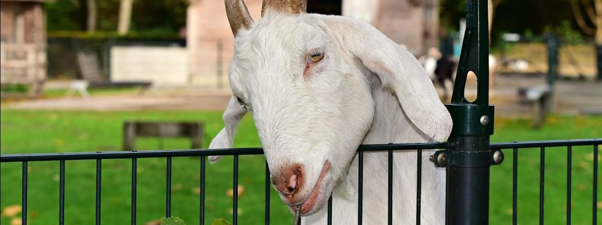 Voor dierenliefhebbers